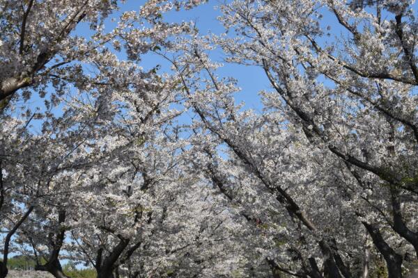 5月の桜2