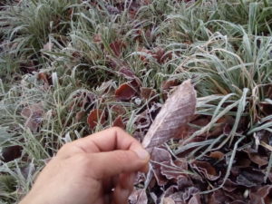 霜降り草